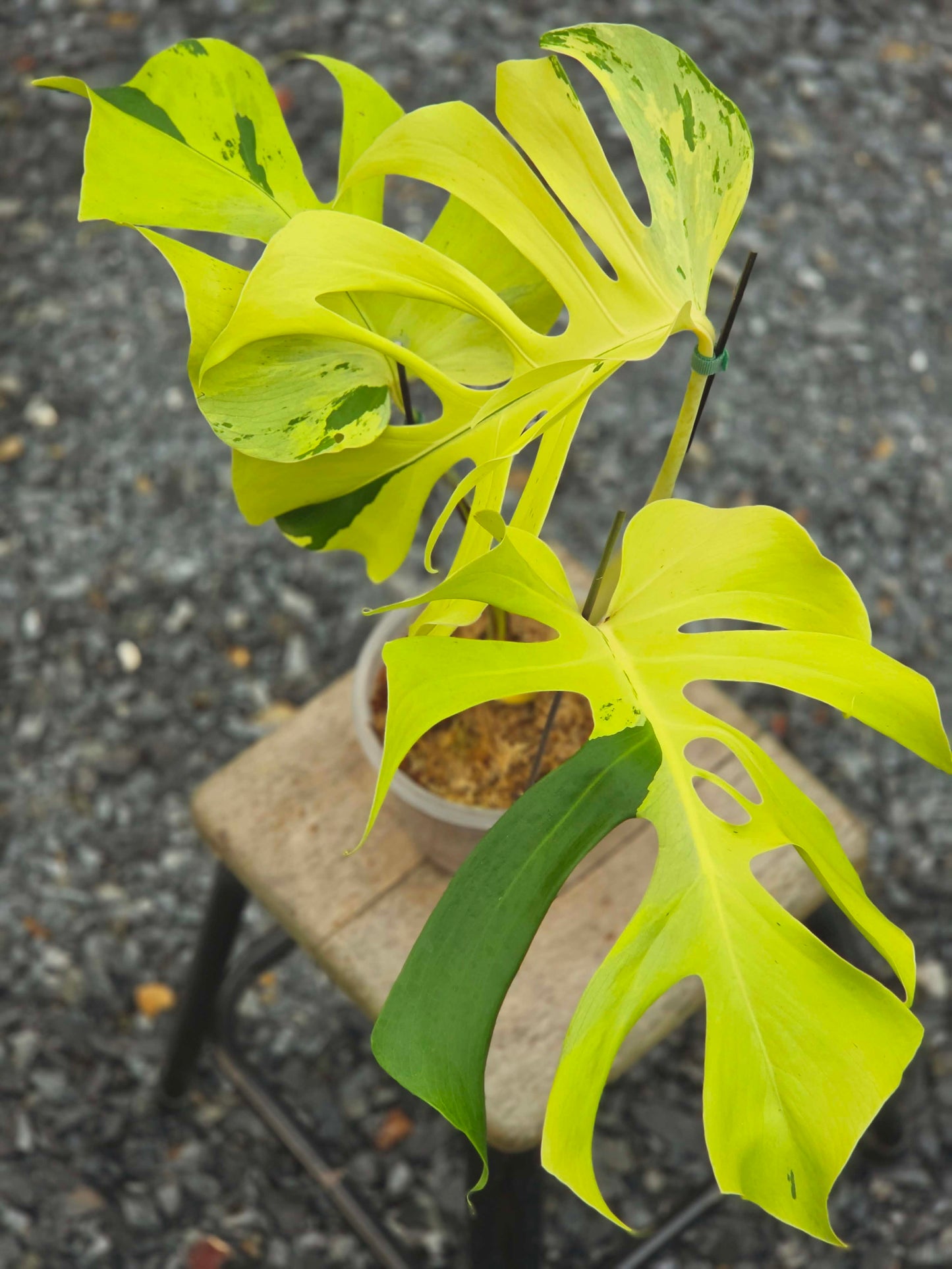Monstera Light Lime