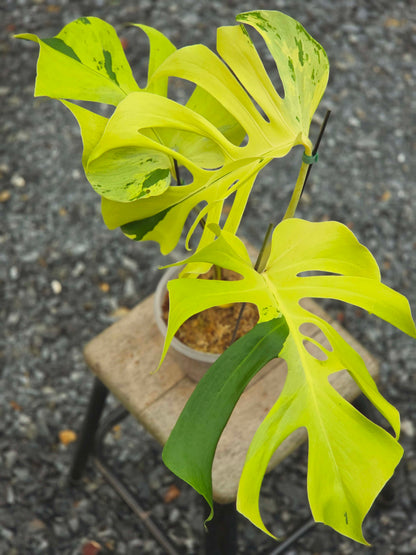 Monstera Light Lime