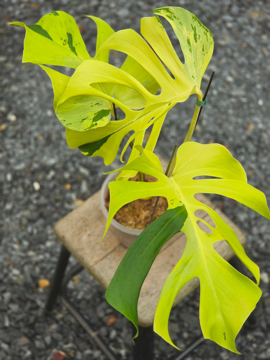 Monstera Light Lime