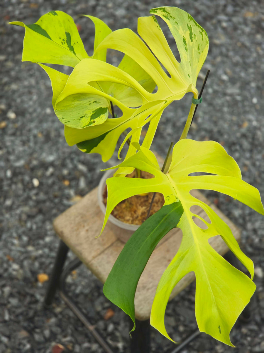 Monstera Light Lime