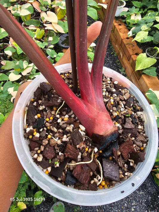 Homalomena Rubescens Pink Variegata - Sur Mesure Green and White Plants