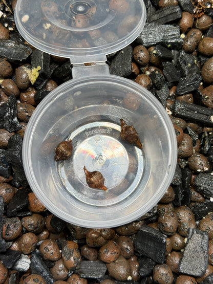 Alocasia Amazonica Aurea - Bulbe