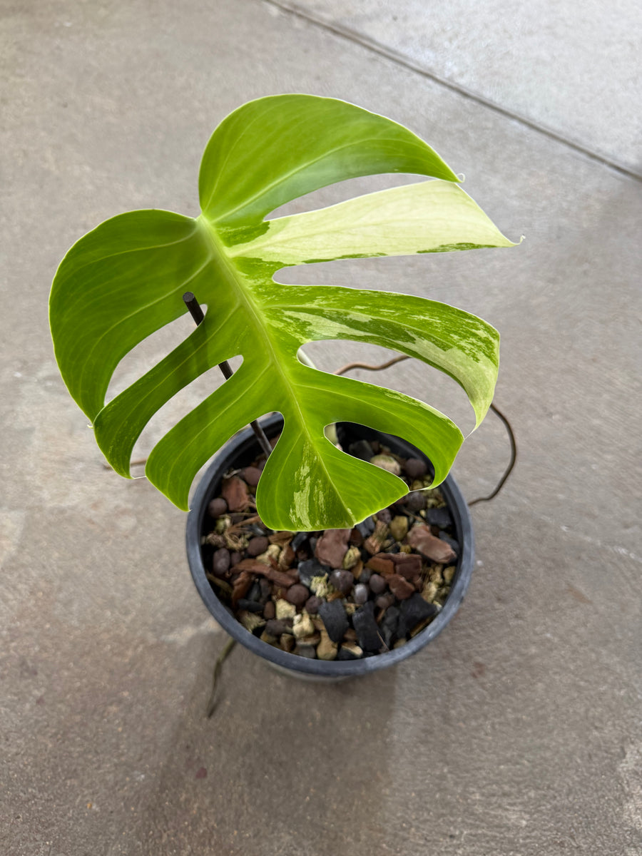 Monstera Jungle Mint