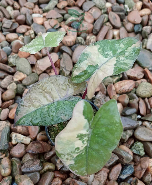Alocasia  Yucatan Gold Pink (new) X 2 / Homalomena Pink Variegata (rhizome) - Sur Mesure