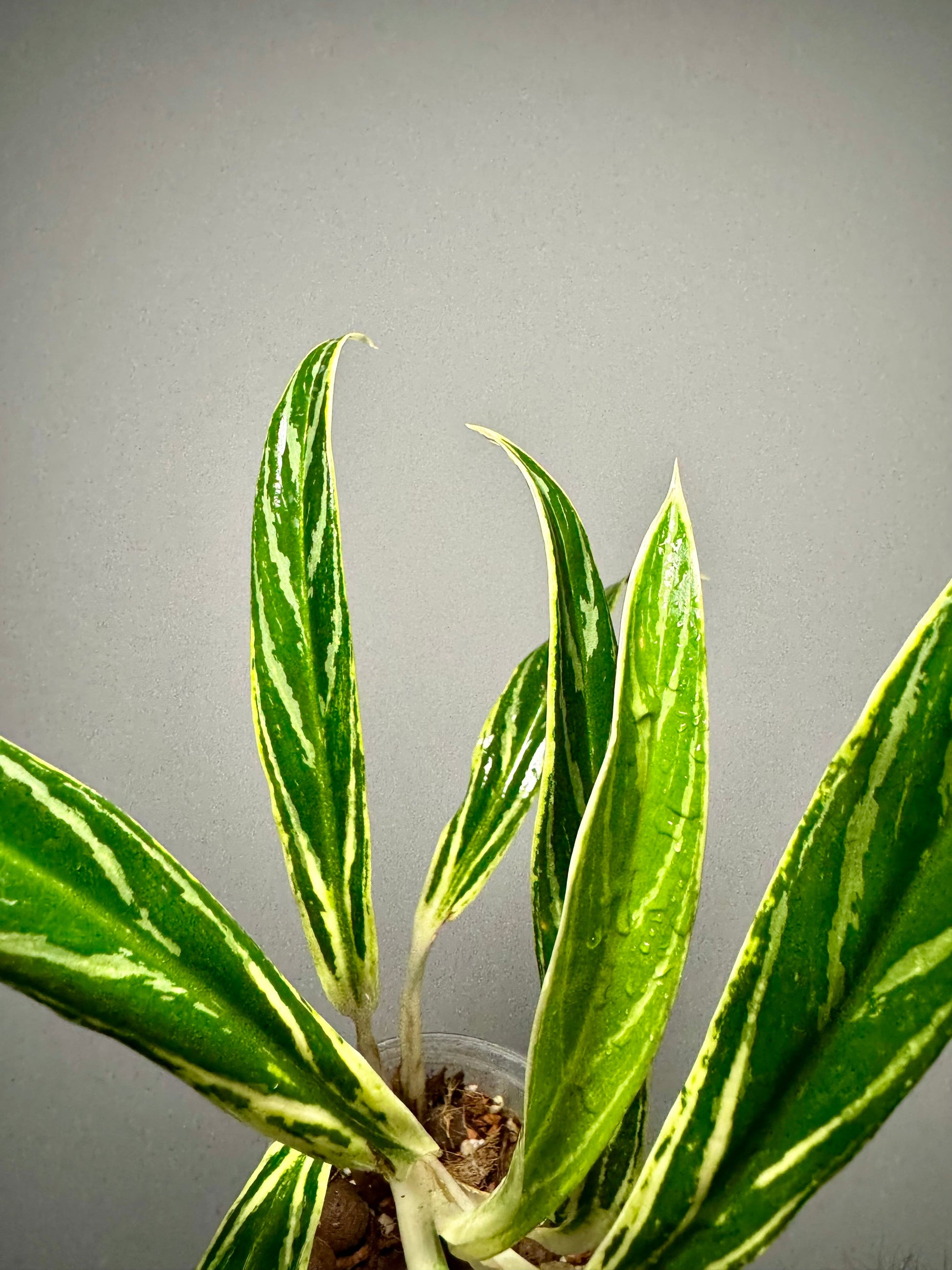 plante verte aglaonema Aglaonema Setthee Ruangkhao plante rare d'intérieur verte et blanche – Green and White Plants
