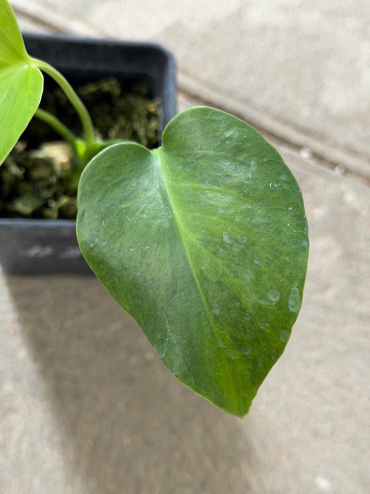 Monstera Borsigiana Green on Green
