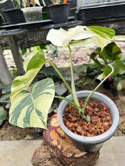 Monstera Jungle Mint variegata - Livraison 30 jours