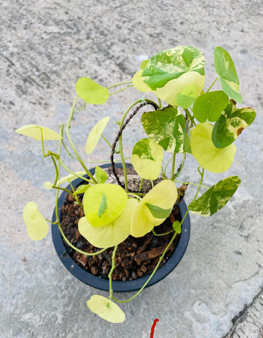 Stephania Suborosa Aurea Green and White Plants