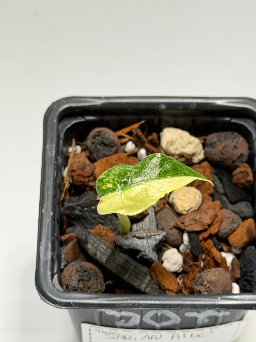 Alocasia Sarian Albo