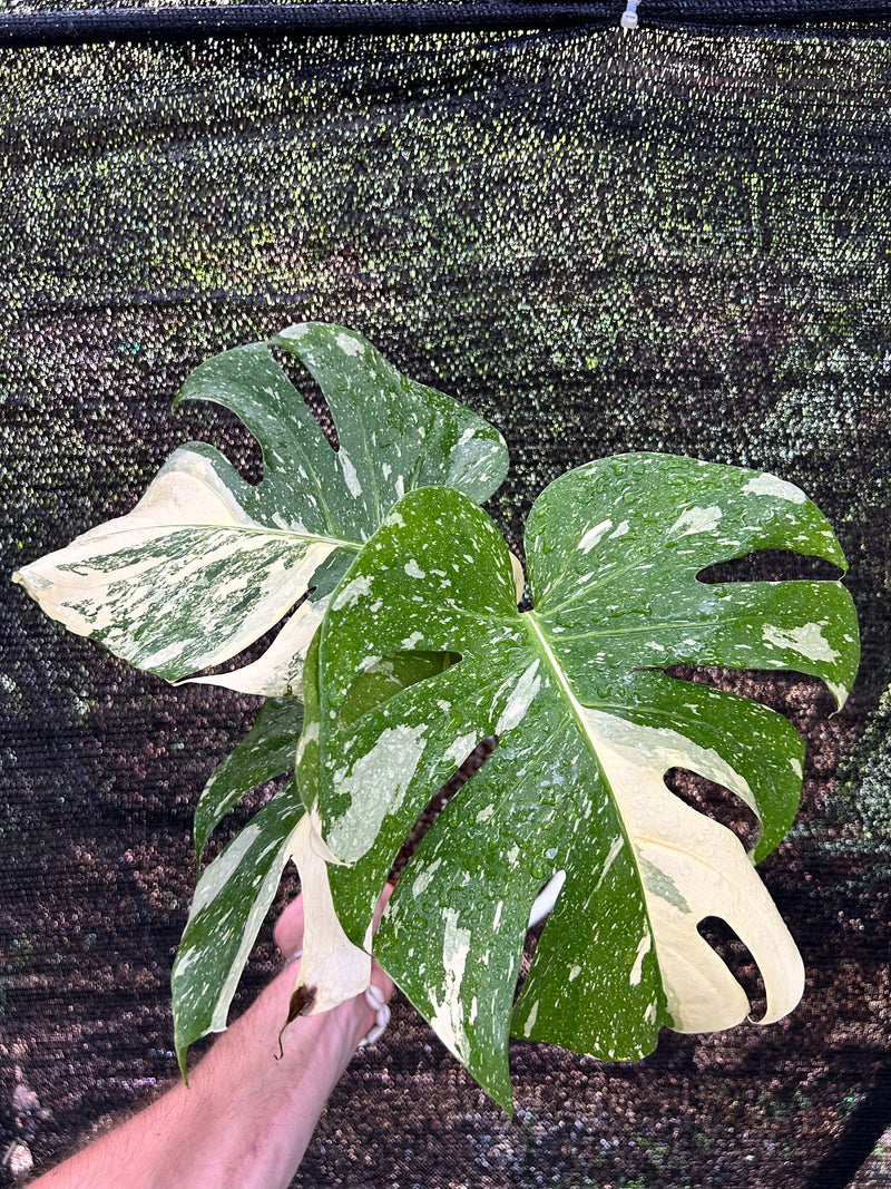 Monstera Thai Constellation “Creme Brûlée” Premium Genetics - Pre-order