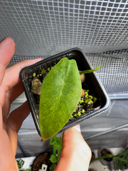 Bulbs Alocasia Longiloba “Supper Narrow” Lemon Lime Variegata