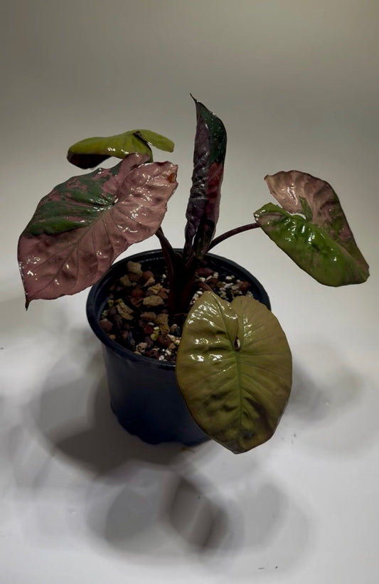Alocasia Serendipity Pink