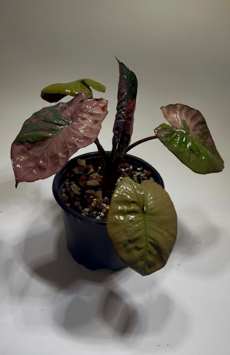 Alocasia Serendipity Pink
