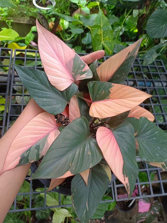 Homalomena cf. Aromatica « Pink Diamond » - Livraison 30 jours