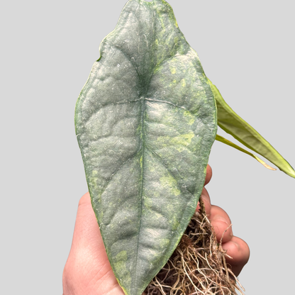Alocasia Dragon Breath Aurea - Knolle