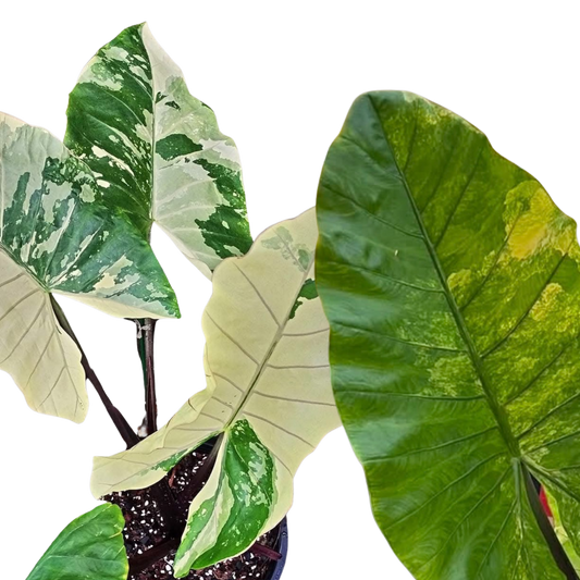Duo Pack Black Stem Aurea/Albo - Bulb
