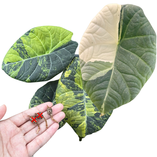 Pack Duo Maharani Golden Lime / Albo - Bulb