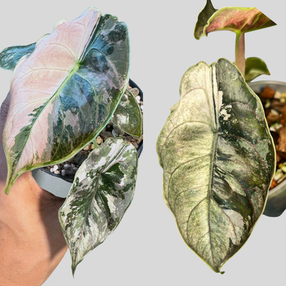 Pack Duo Alocasia Azlanii Pink/Albo & Pink/Mint - Bulbe
