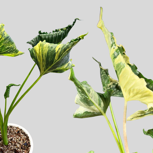 Pack Duo Cuculatta Crinckles Albo & Aurea - Bulbe