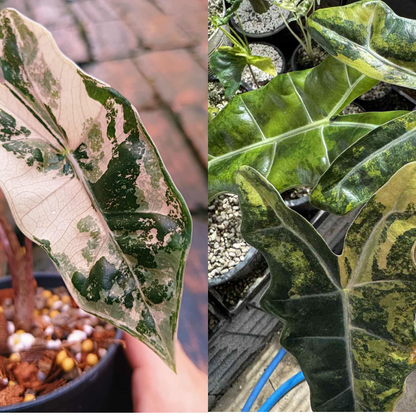 Alocasia Pseudo Sanderiana Aurea Variegated - Corm