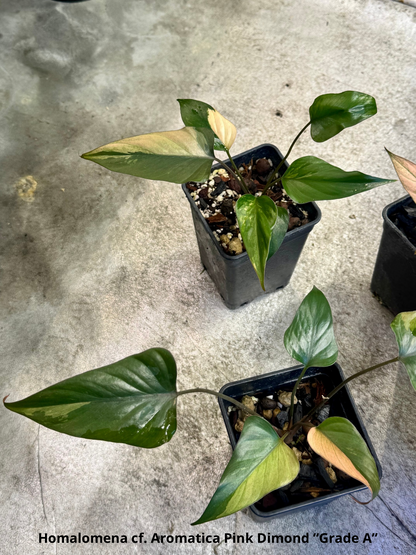 Homalomena cf. Aromatica “Pink Diamond”