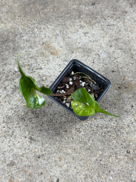 Alocasia Stingray Marble Mint