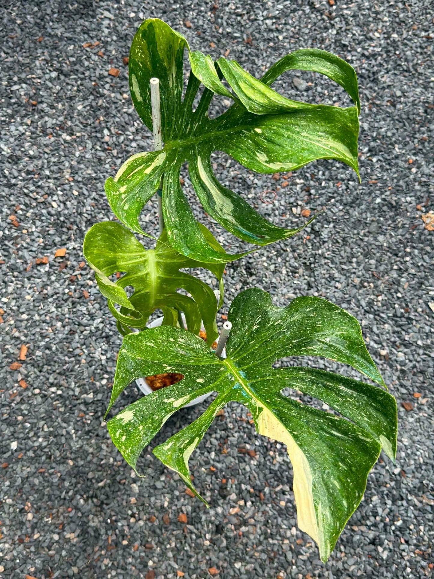 Monstera Medusa