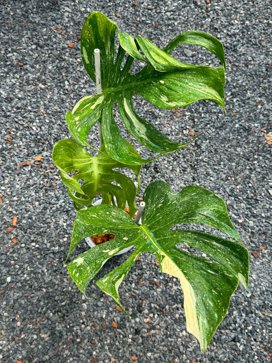 Monstera Medusa