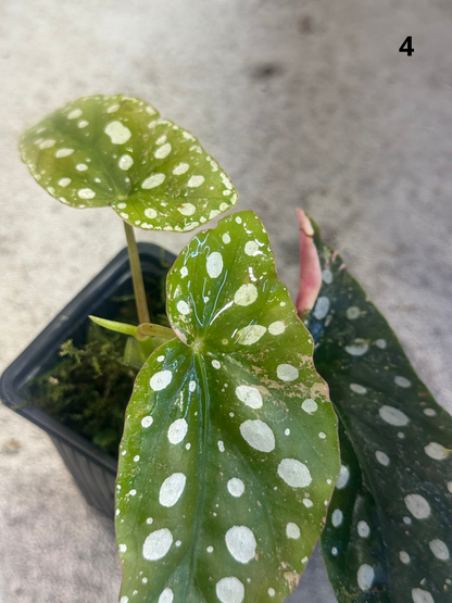Bégonia Maculata Pink Variegata