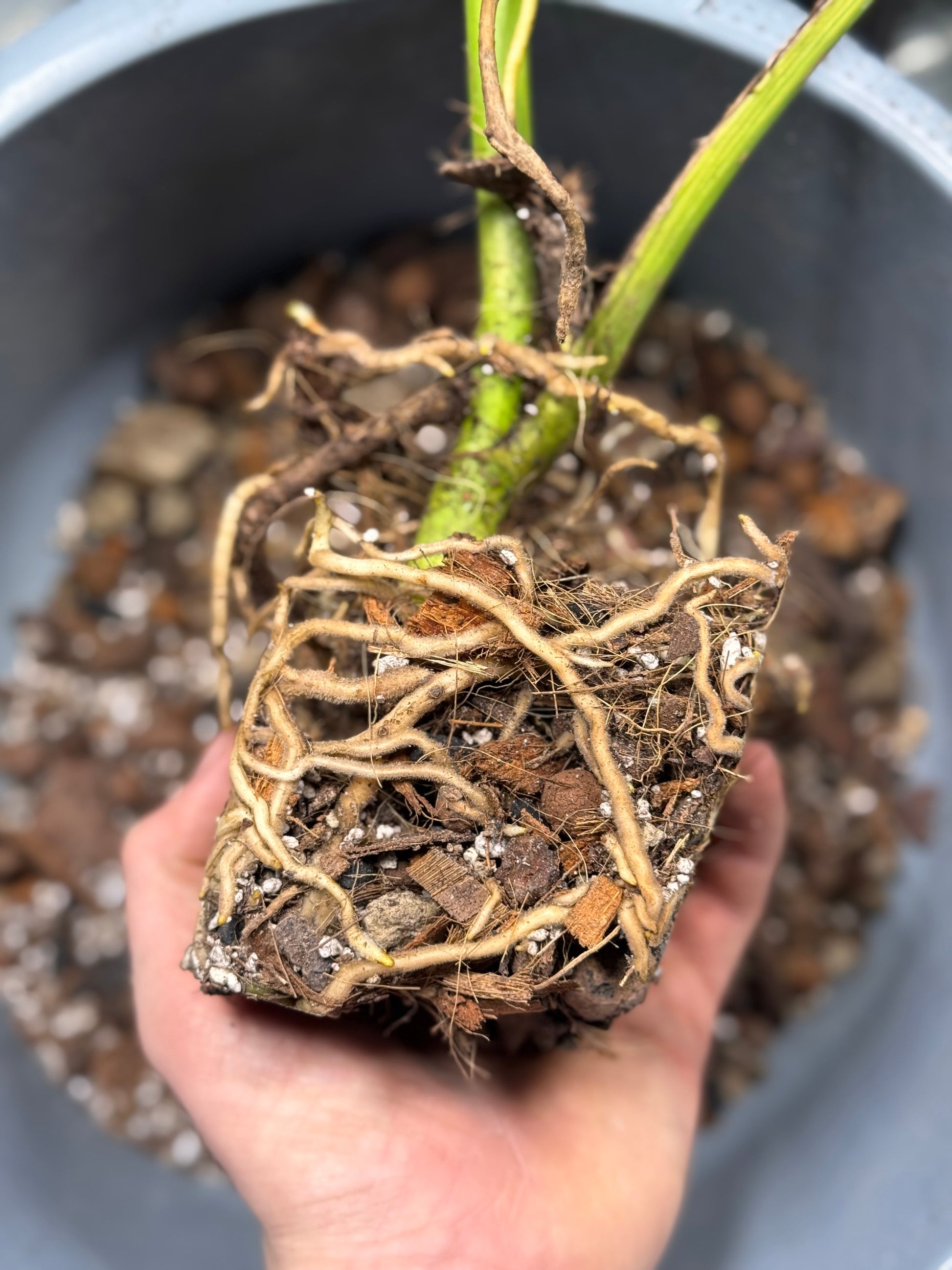healthy monstera roots Professional Monstera Substrate