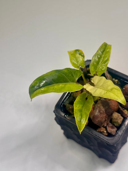 Alocasia Lauterbachiana Mint