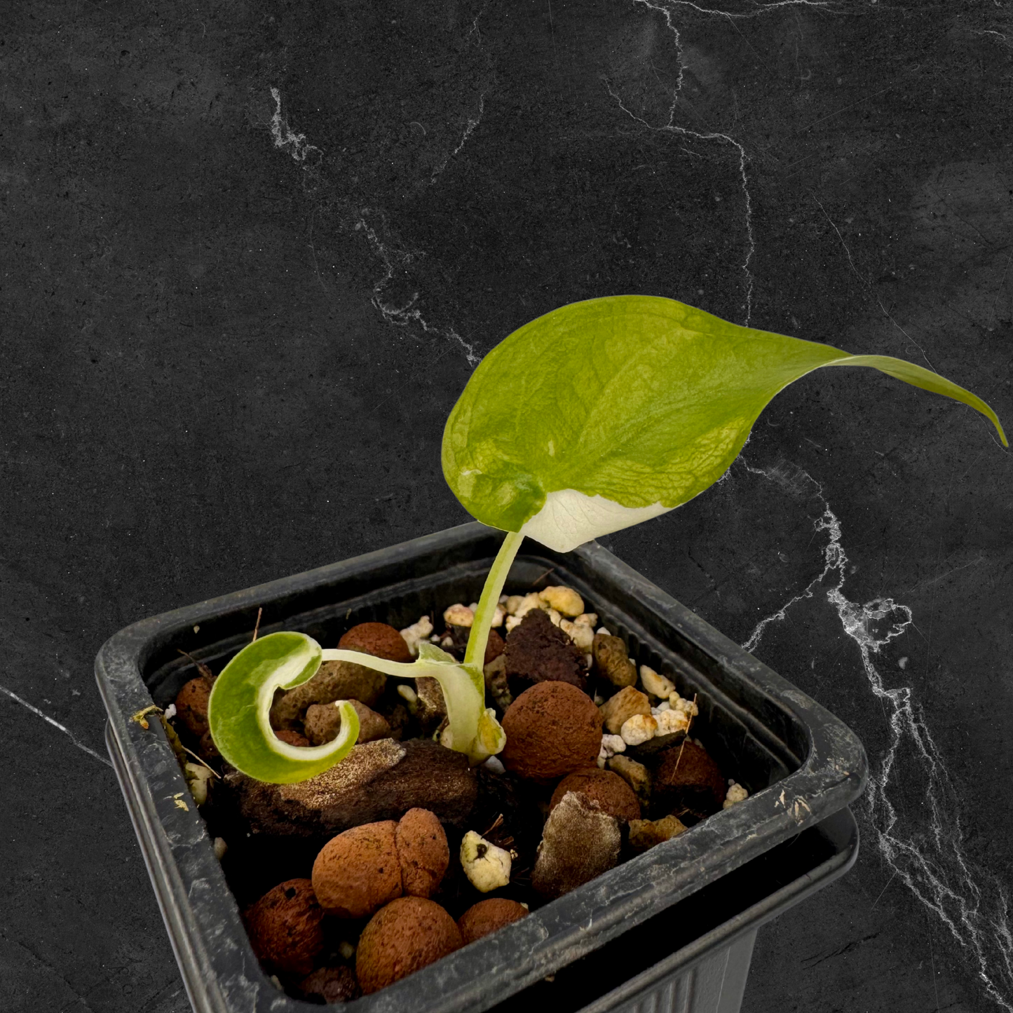 Alocasia Cuculatta « Wagyu » Albo Variegata