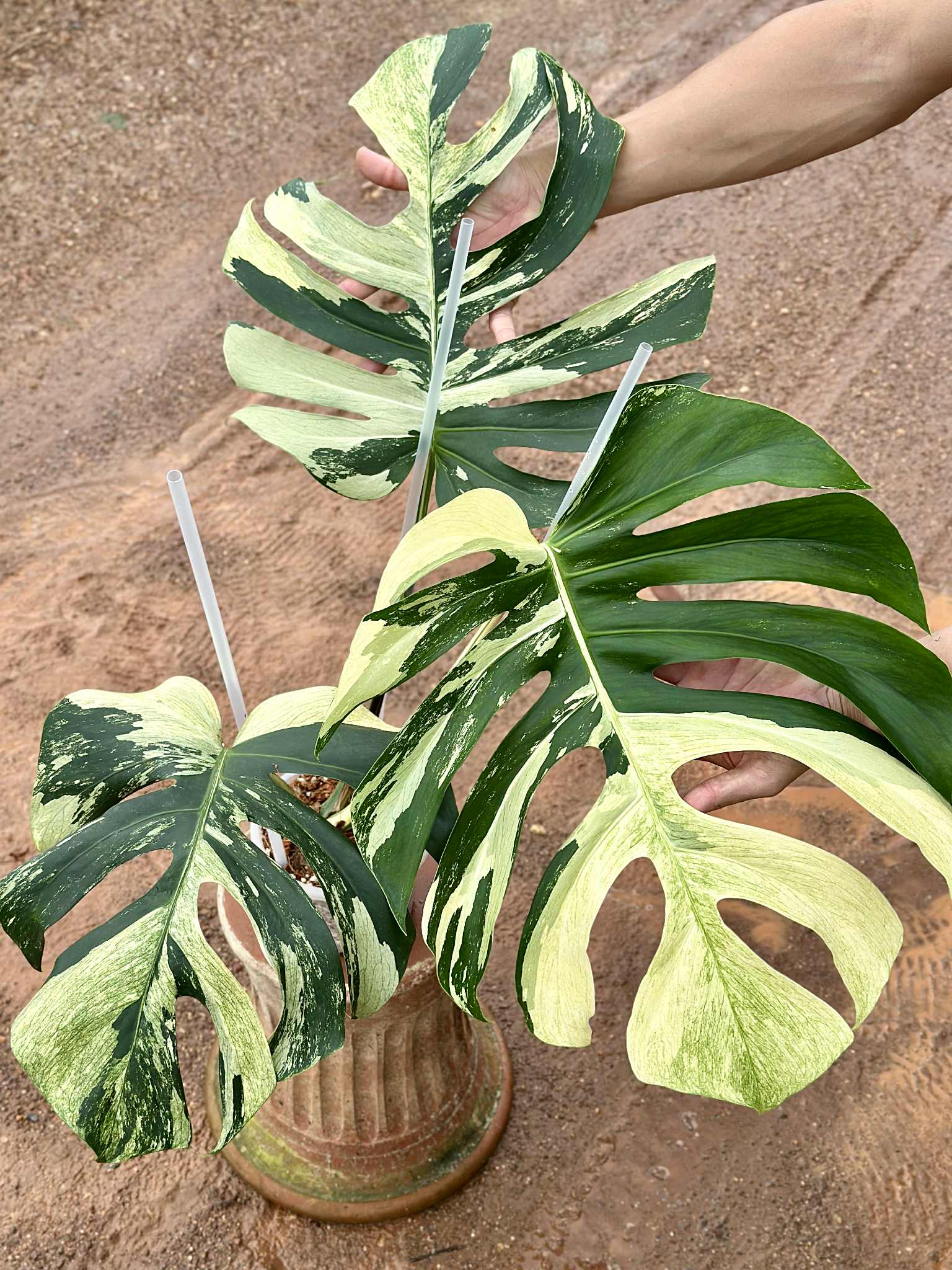 monstera deliciosa jungle Monstera Jungle Mint
