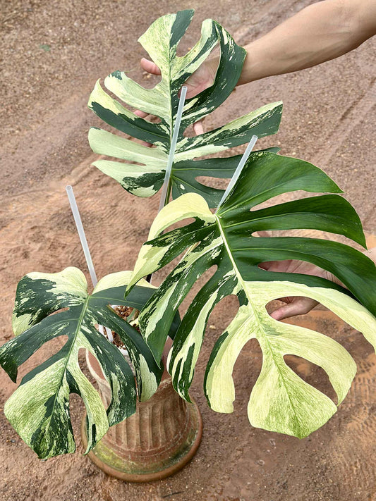 Monstera Borsigiana x Deliciosa Mint "Jungle Mint" - Sur Mesure