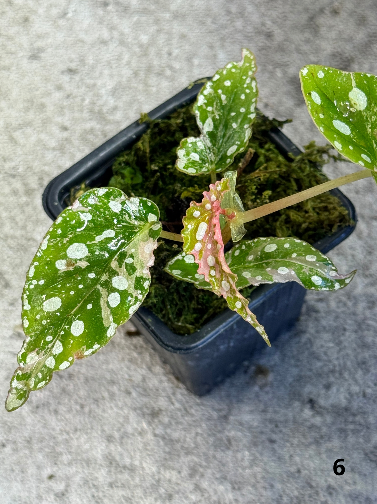 Bégonia Maculata Pink Variegata