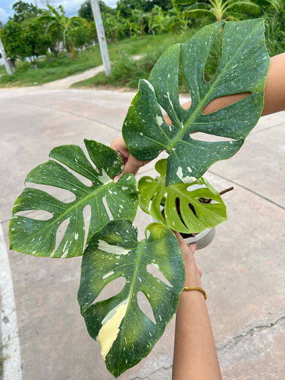 Monstera Fishbone