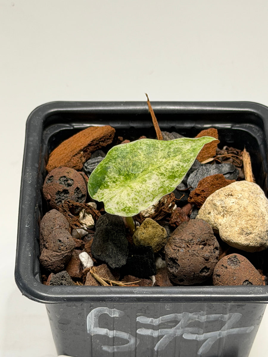 Alocasia Black Satun Stardust