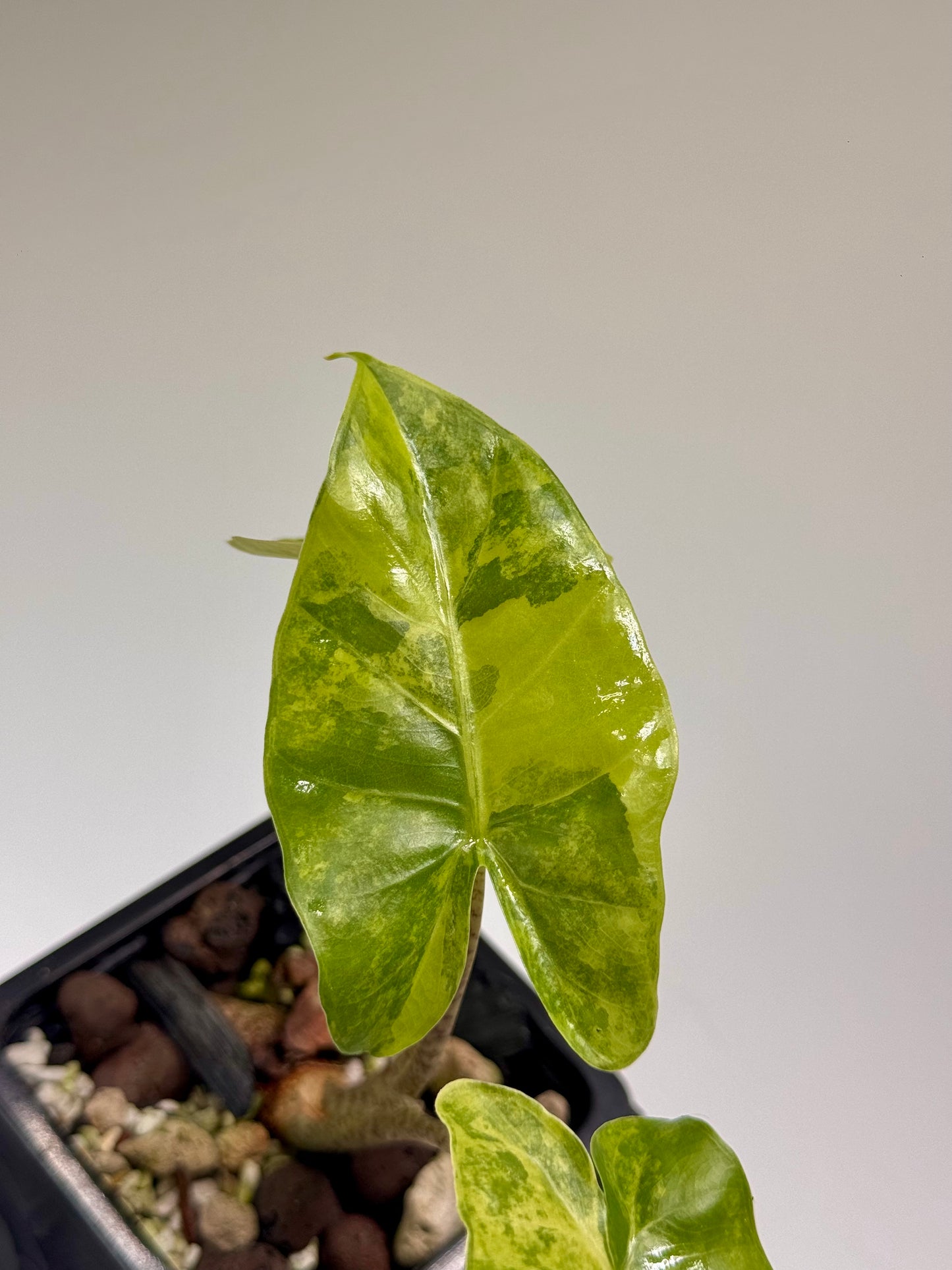 Alocasia Macrorrhizos Aracea Sp. Borneo Aurea