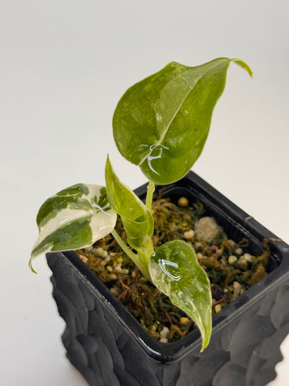Alocasia Cuculatta „Wagyu“ Albo Variegata