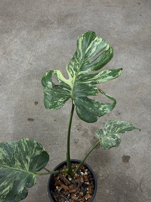 Monstera Ocean Mint