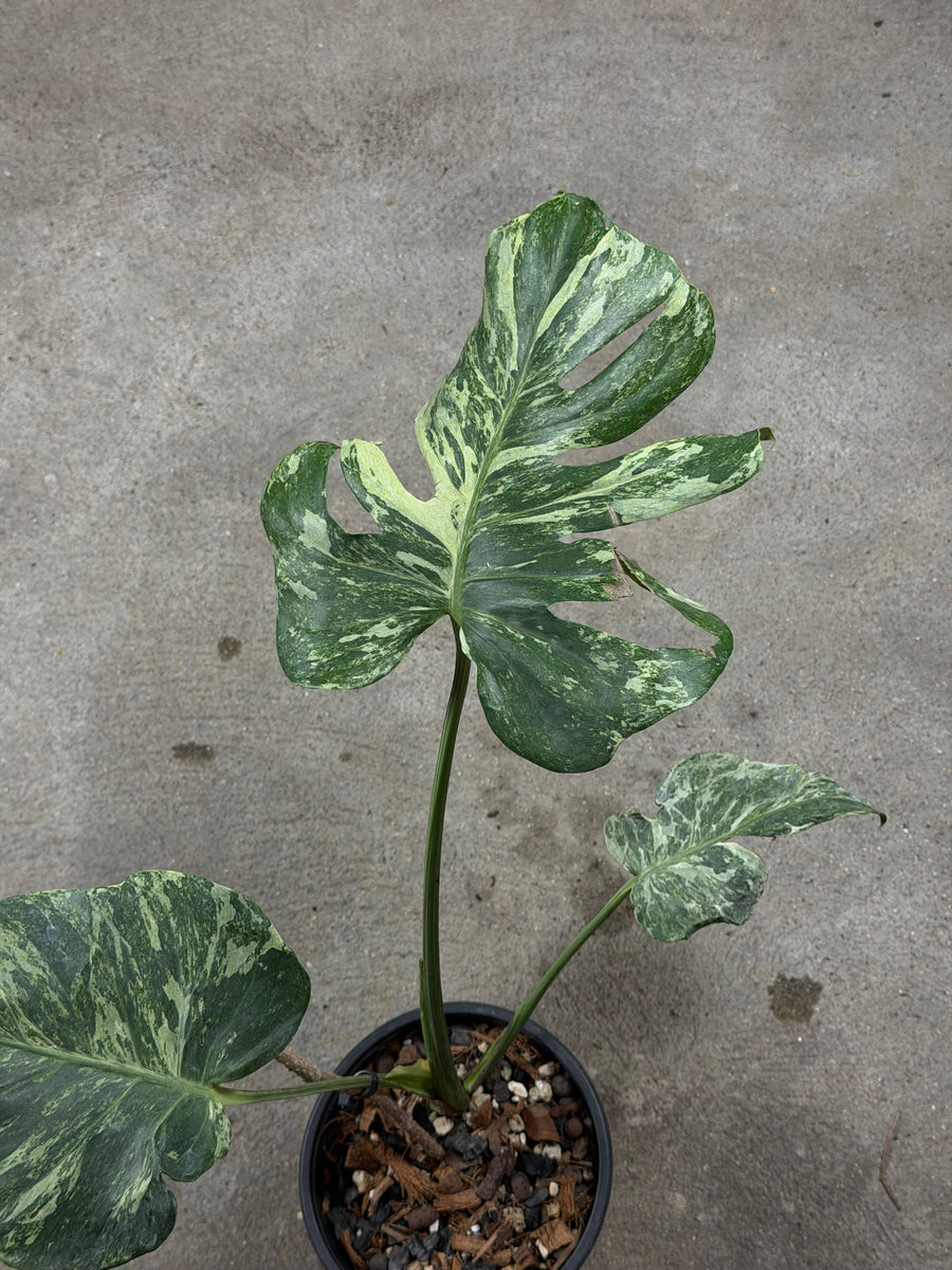 Monstera Ocean Mint