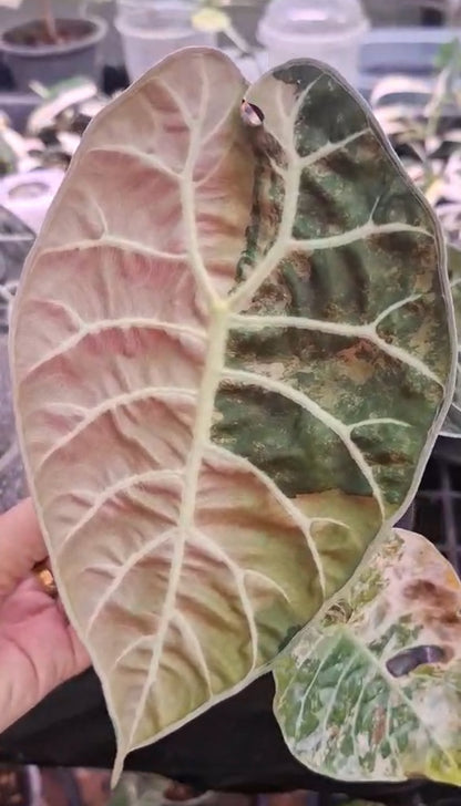 Alocasia Watsoniana Doff Pink Variegata - Bulbe