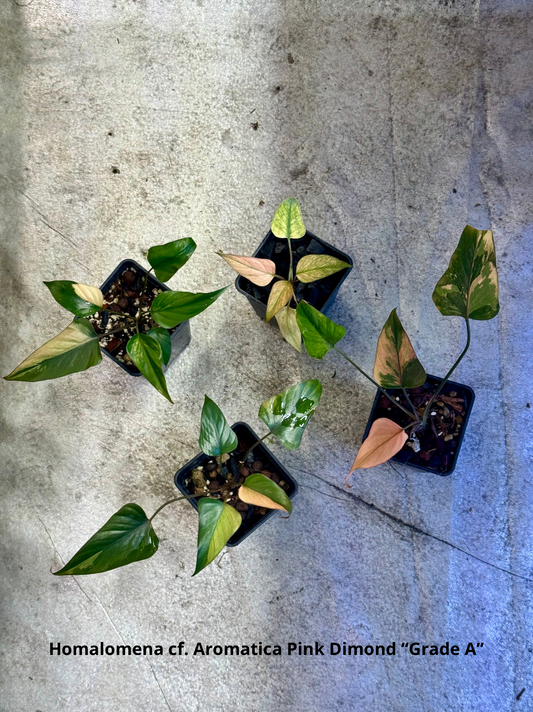 Homalomena cf. Aromatica « Pink Diamond » Lot 1