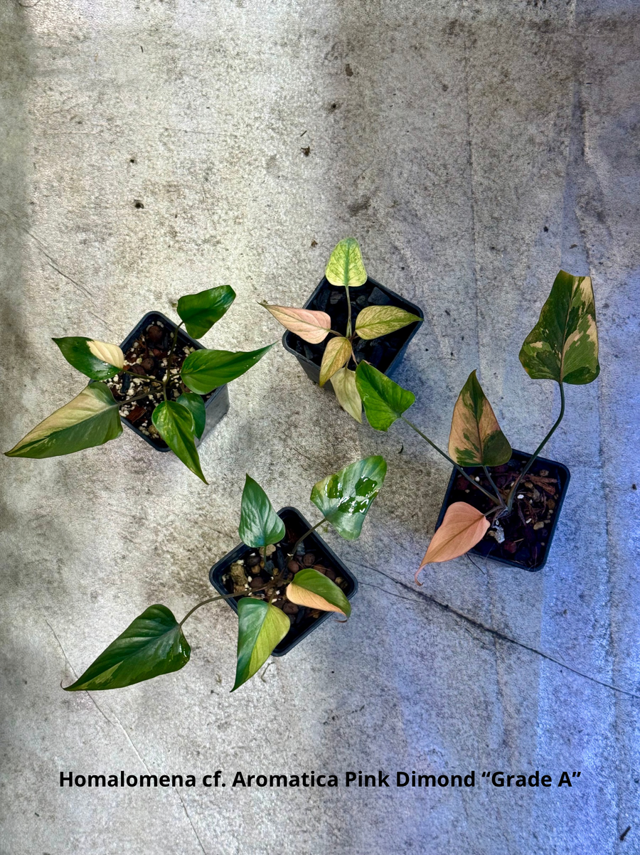 Homalomena cf. Aromatica « Pink Diamond » Lot 1