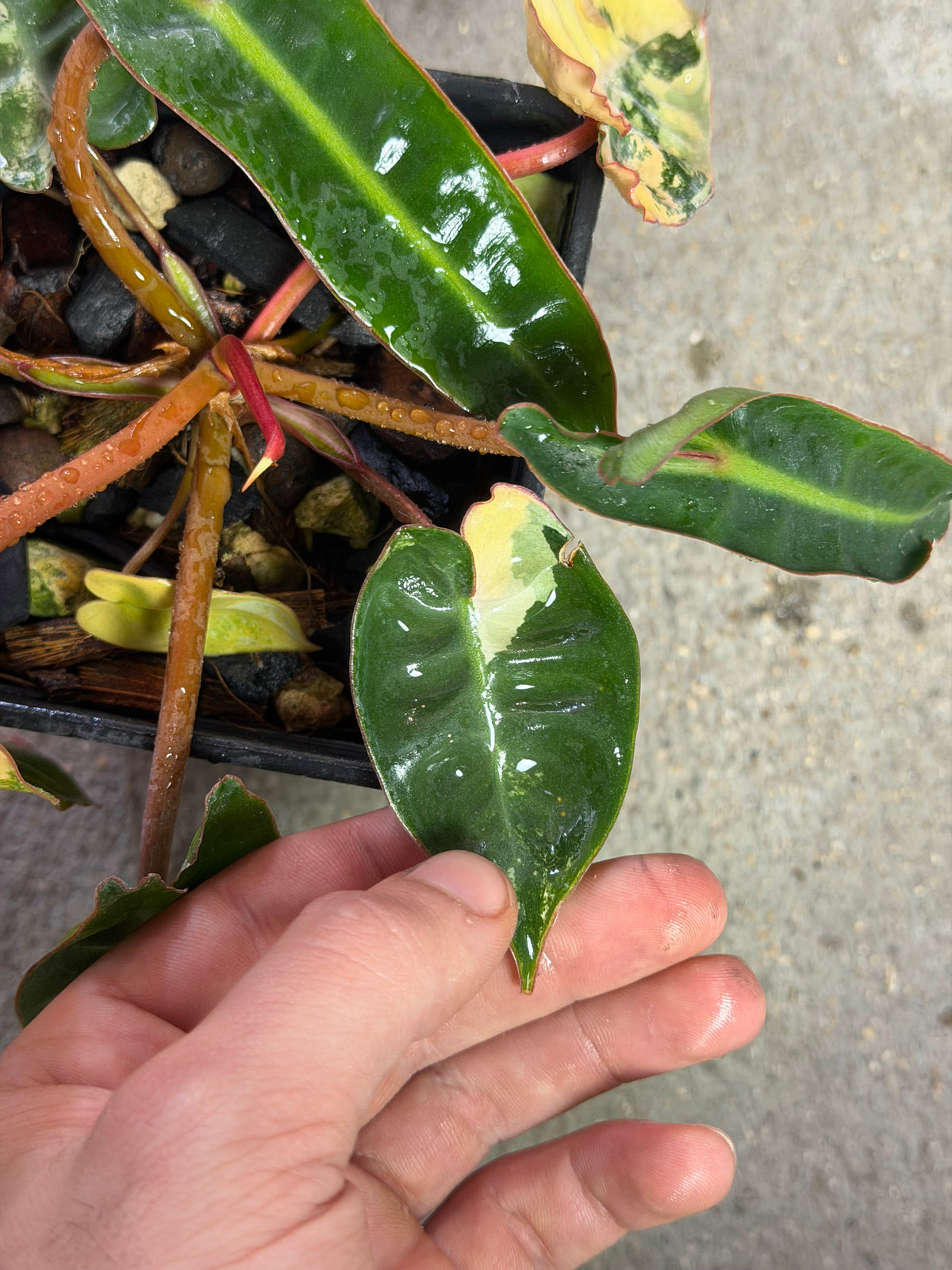 Philodendron Billitiae Variegata