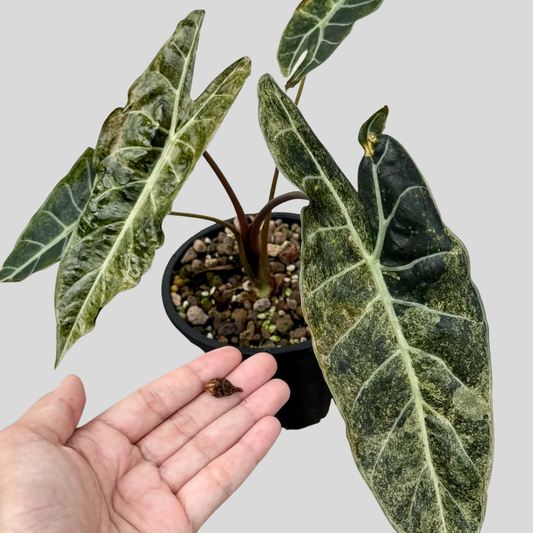 Alocasia Black Satun Stardust - Bulbe