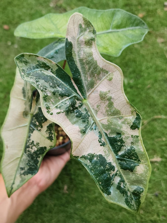 Alocasia Pseudo Sanderiana Albo/Pink Variegata - Précommande Green and White Plants