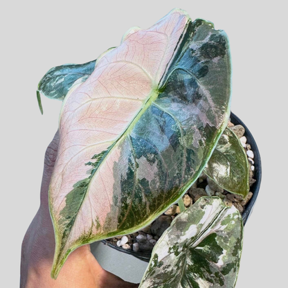 Pack Duo Alocasia Azlanii Pink/Albo & Pink/Mint - Bulbe