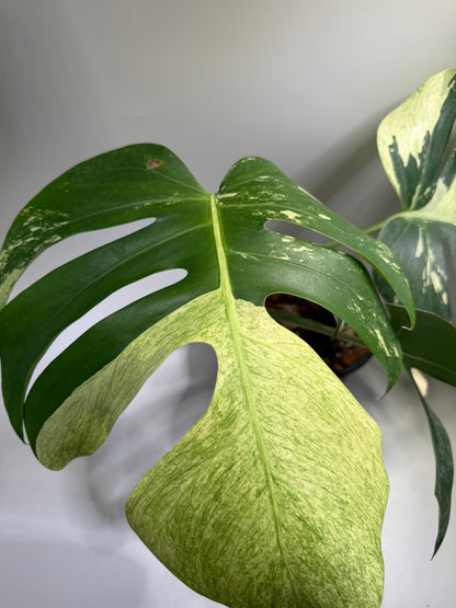 Monstera Jungle Mint