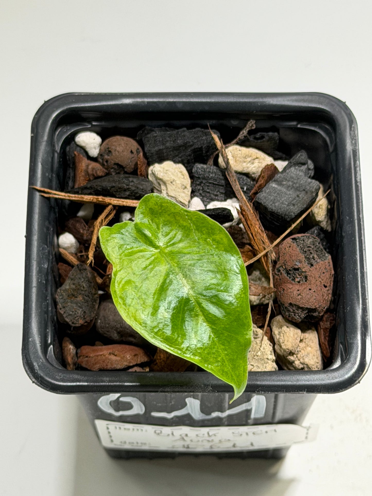 Alocasia Black Stem Aurea